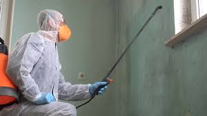 Best Black Mold Removal  in Crugers, NY